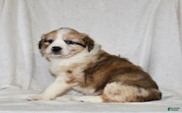 Australian Shepherd dogs for sale: Sandy - Image 3