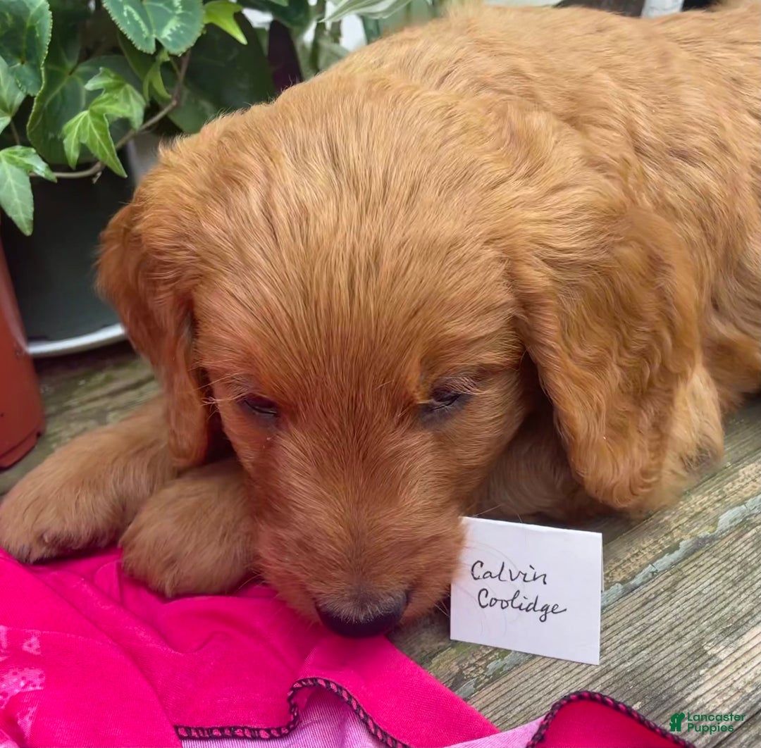 Goldendoodle dogs for sale: Coolidge - Image 6