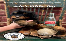 Mini Bernedoodle dogs for sale: Aelas White Boy - Image 7