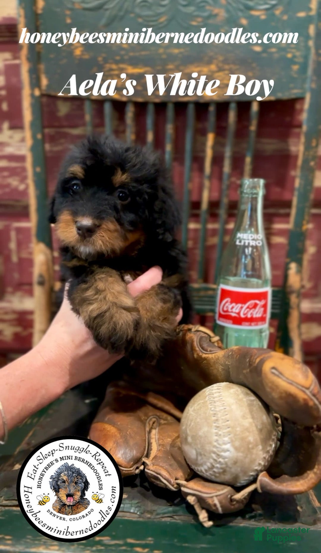 Mini Bernedoodle dogs for sale: Aelas White Boy - Image 7