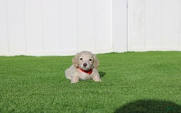 Miniature Dachshund dogs for sale: Duke - Image 1