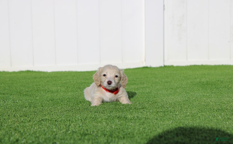 Miniature Dachshund dogs for sale - Ad 5