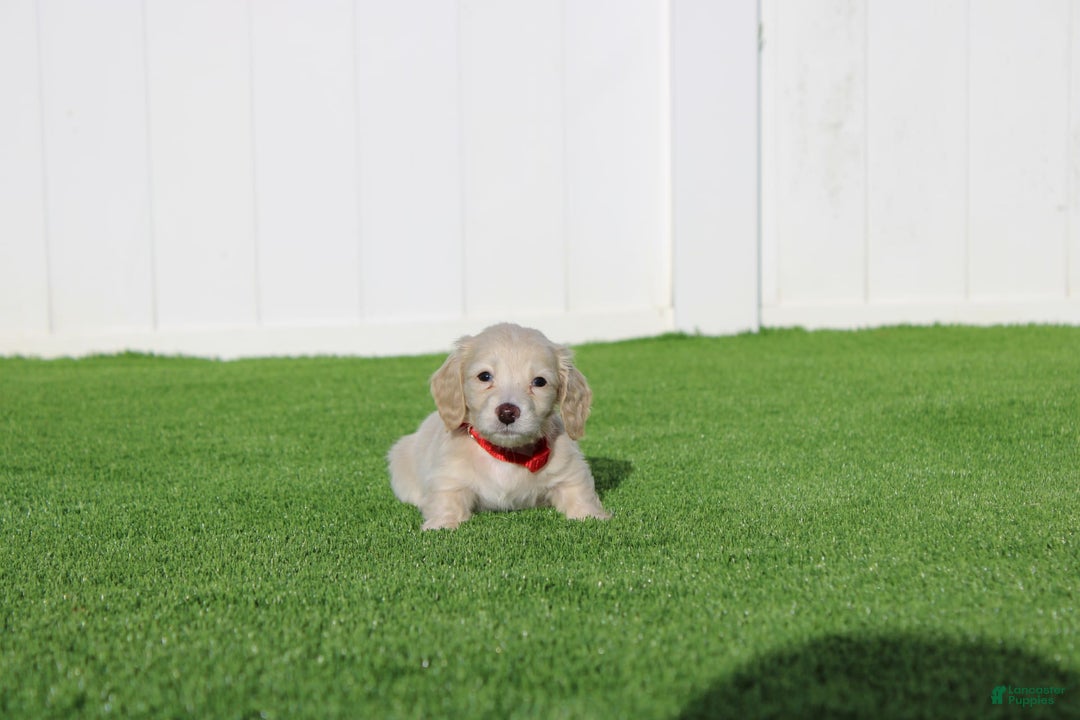 Miniature Dachshund dogs for sale: Duke - Image 1