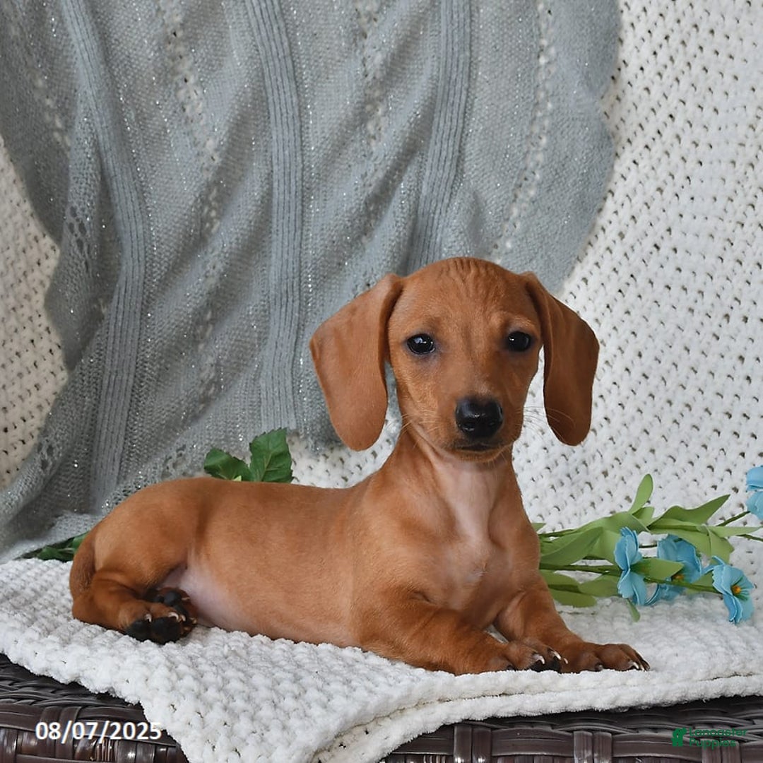 Miniature Dachshund dogs for sale: Miniature Dachshund 6 puppies - Image 17