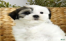 Teddy Bear dogs for sale: Willa - Image 8