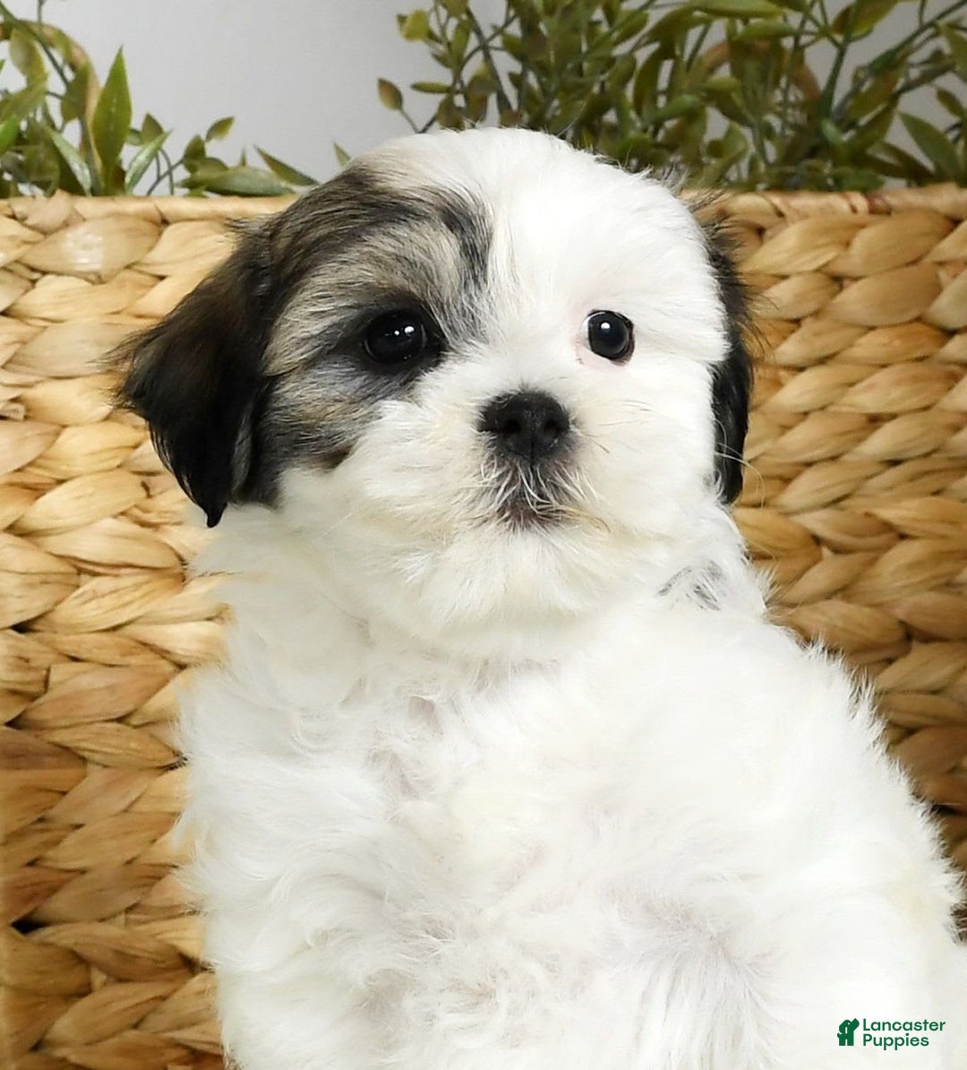 Teddy Bear dogs for sale: Willa - Image 8
