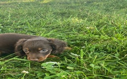 Dachshund dogs for sale: Denver - Image 4