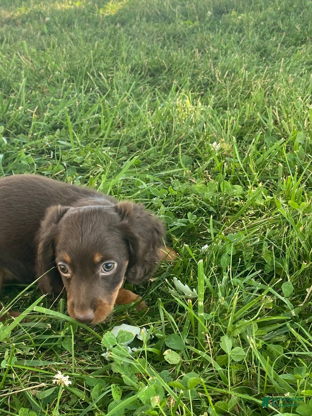 Dachshund dogs for sale: Denver - Image 4