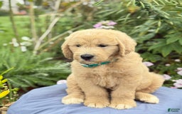 Goldendoodle dogs for sale: Jaden - Image 5