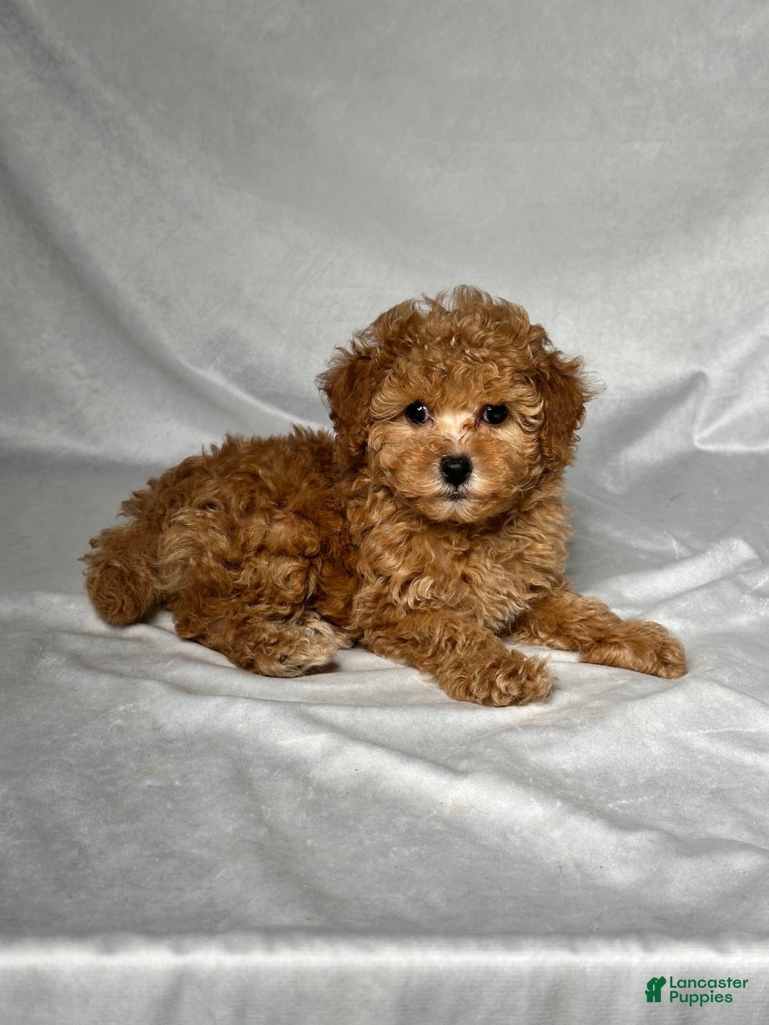 Miniature Poodle dogs for sale: Oscar - Image 6