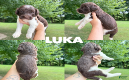 Saint Berdoodles dogs for sale: Luka- Standard F1b - Image 1