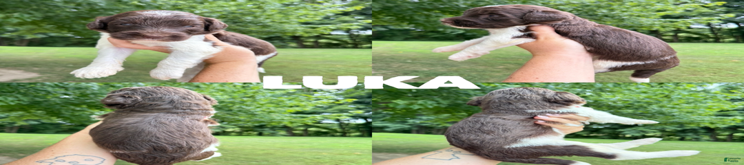 Luka- Standard F1b