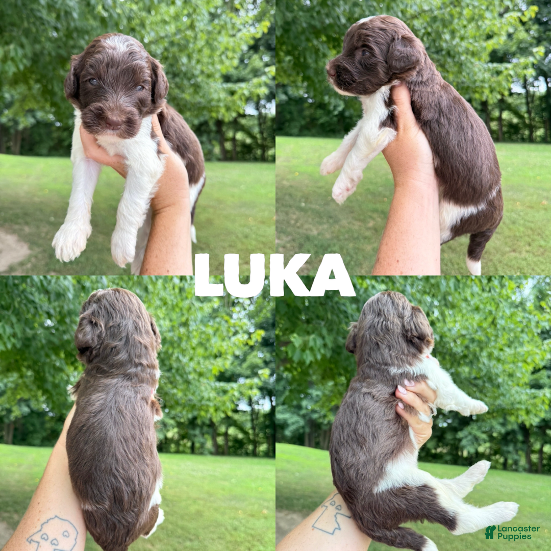 Saint Berdoodles dogs for sale: Luka- Standard F1b - Image 1