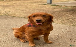 Golden Retriever dogs for sale: Blue - Image 4