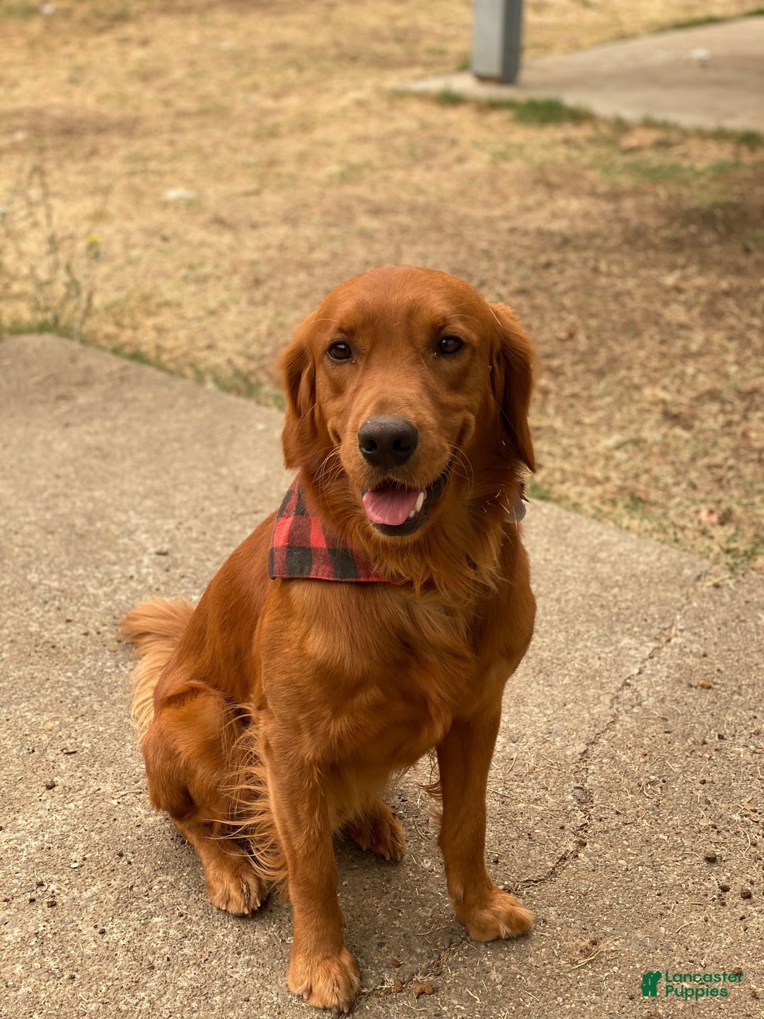 Golden Retriever dogs for sale: Blue - Image 4