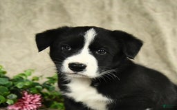 Bernese Mountain Dog dogs for sale: Flash - Image 5