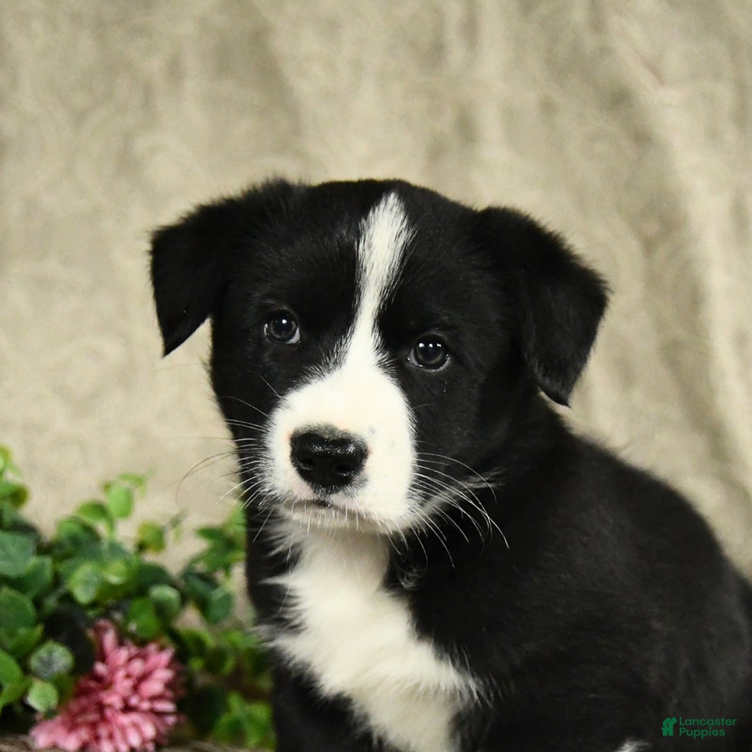 Bernese Mountain Dog dogs for sale: Flash - Image 5