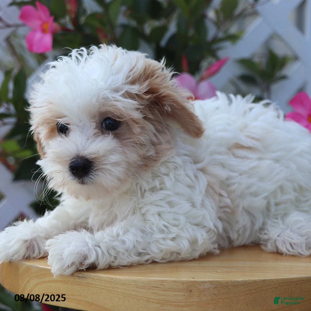 Maltipoo dogs for sale: Toby - Image 2