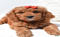 Mini Goldendoodle dogs for sale: Rambo - Image 3
