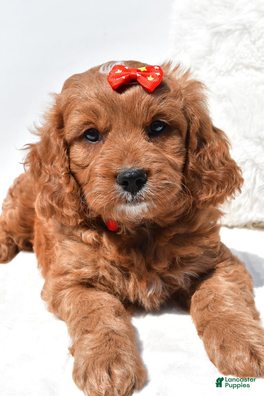 Mini Goldendoodle dogs for sale: Rambo - Image 3