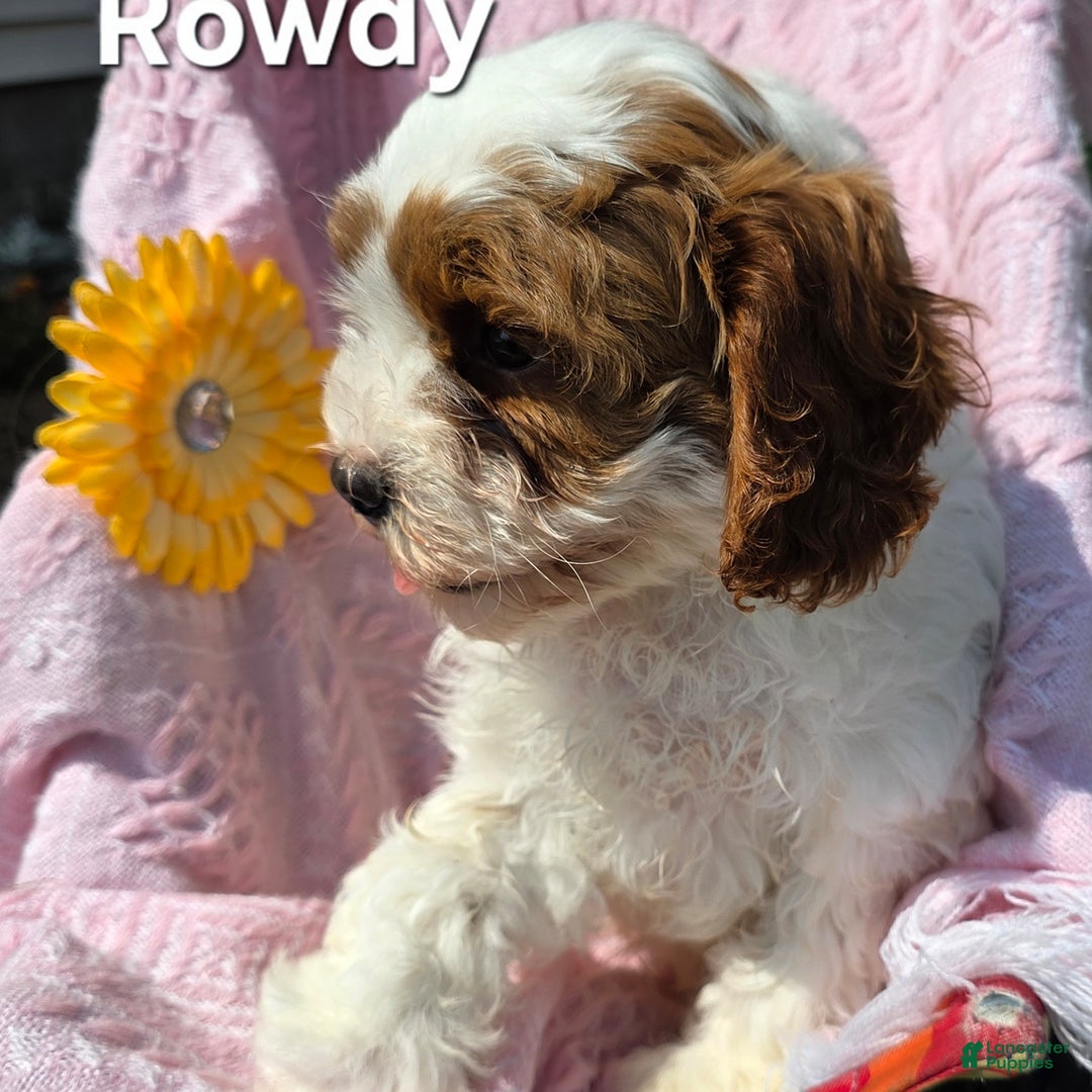 Cavapoo dogs for sale: Rowdy - Image 2