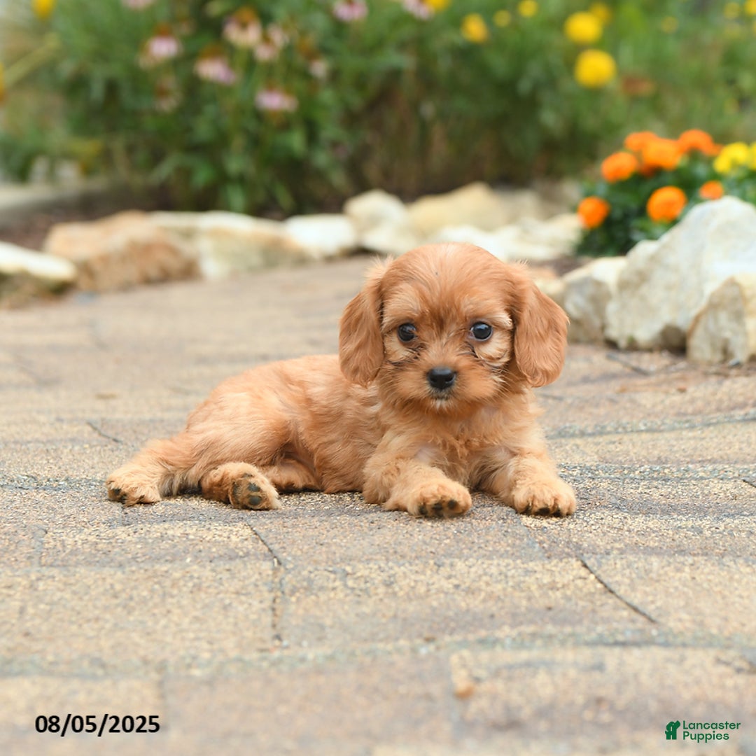 Cavapoo dogs for sale: Abby - Image 2