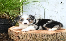 Miniature Australian Shepherd dogs for sale: Hank - Image 5
