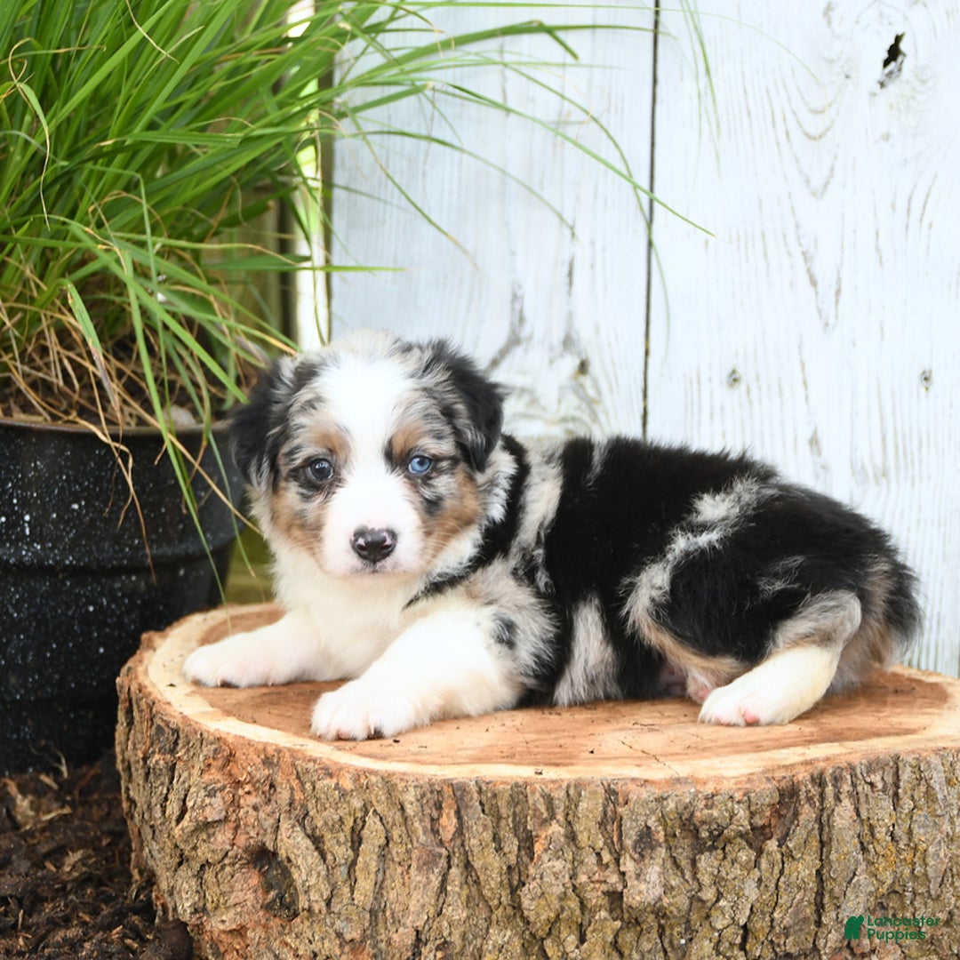 Miniature Australian Shepherd dogs for sale: Hank - Image 5