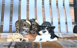 Cocker Spaniel dogs for sale: Kash - Image 2