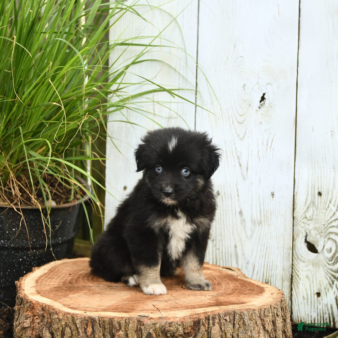 Miniature Australian Shepherd dogs for sale: Chase - Image 5