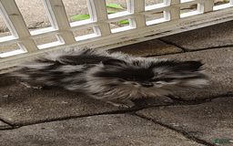 Pomeranian dogs for sale: Pepper Ann - Image 1