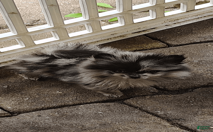 Pomeranian dogs for sale - Ad 1