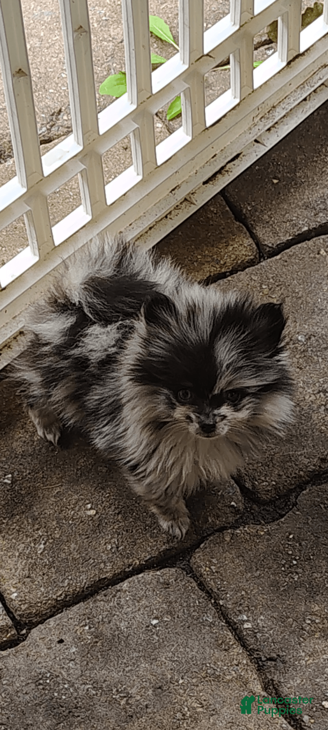 Pomeranian dogs for sale: Pepper Ann - Image 1