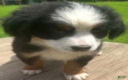 Bernese Mountain Dog dogs for sale: Orange Girl - Image 1
