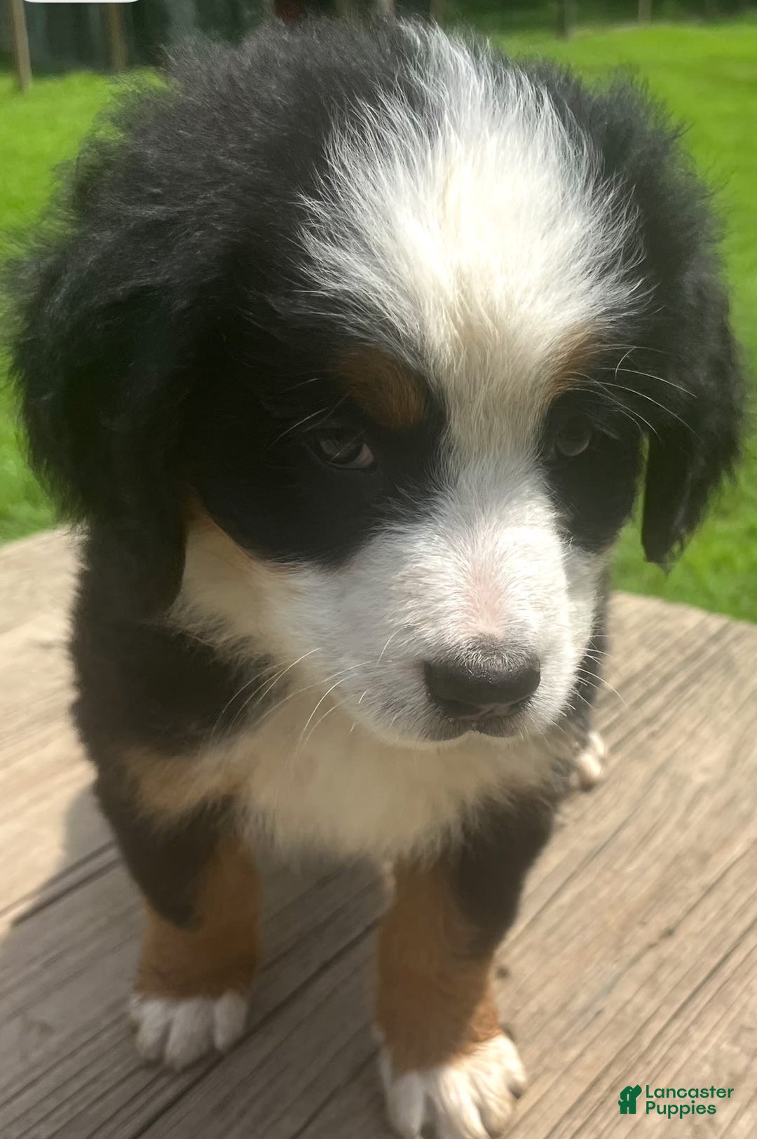 Bernese Mountain Dog dogs for sale: Orange Girl - Image 1