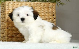 Teddy Bear dogs for sale: Wren - Image 6