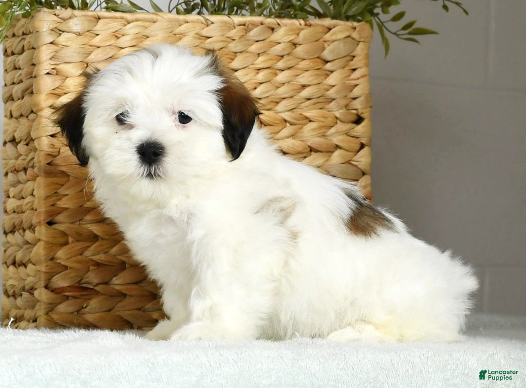 Teddy Bear dogs for sale: Wren - Image 6