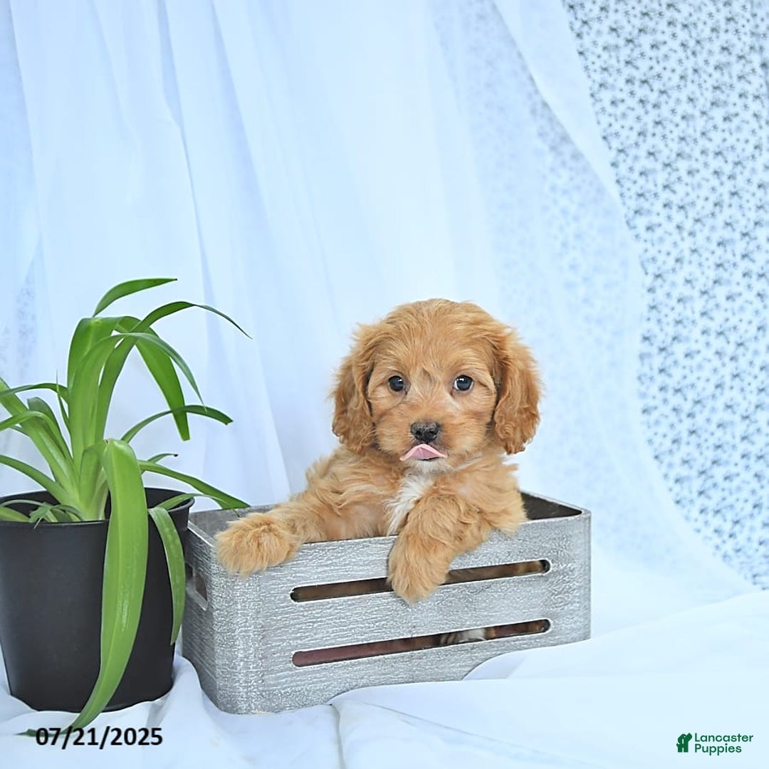 Cavapoo dogs for sale: Romeo - Image 5