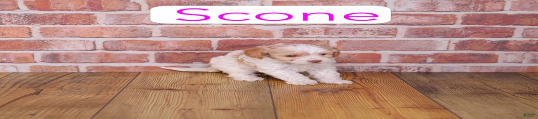 Scone