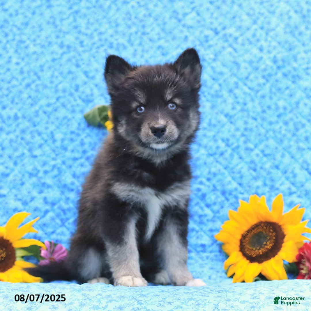 Pomsky dogs for sale: Norah - Image 3