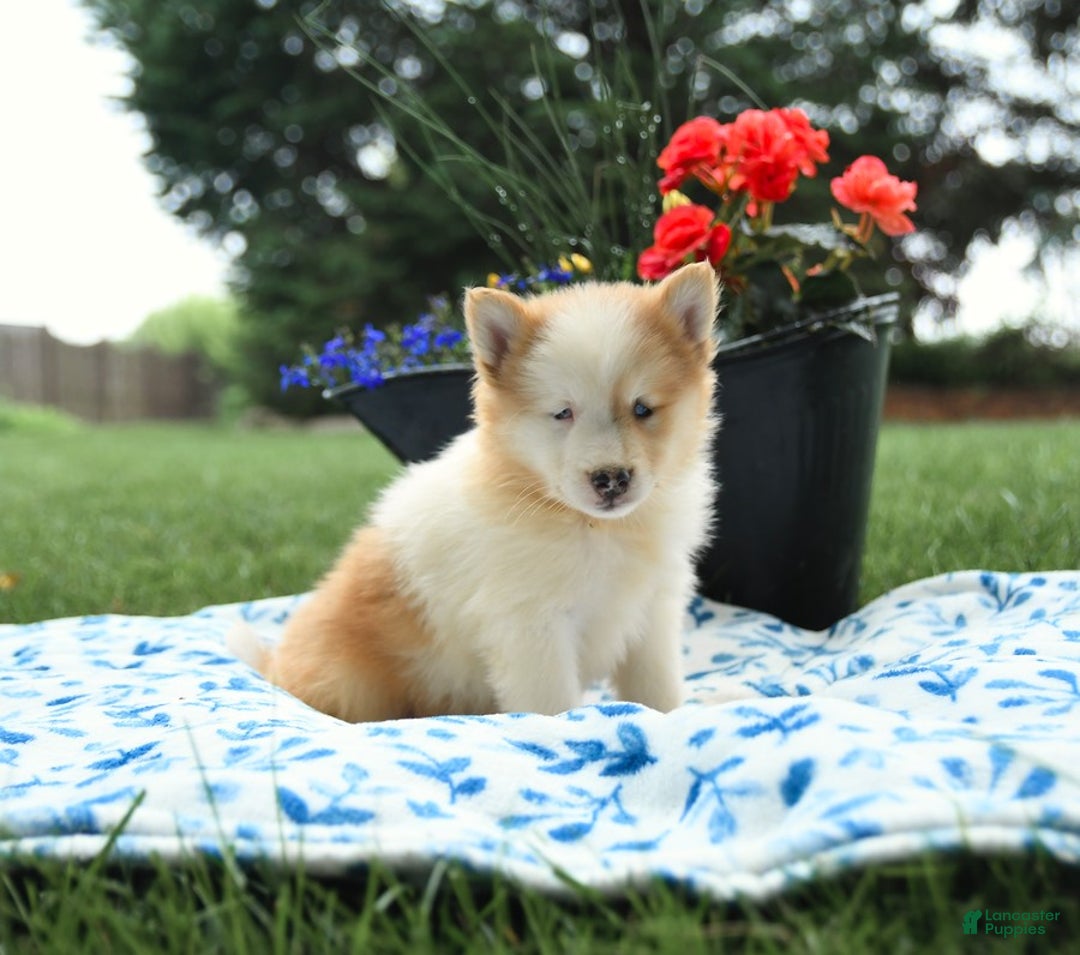 Pomsky dogs for sale: Biscuit - Image 1