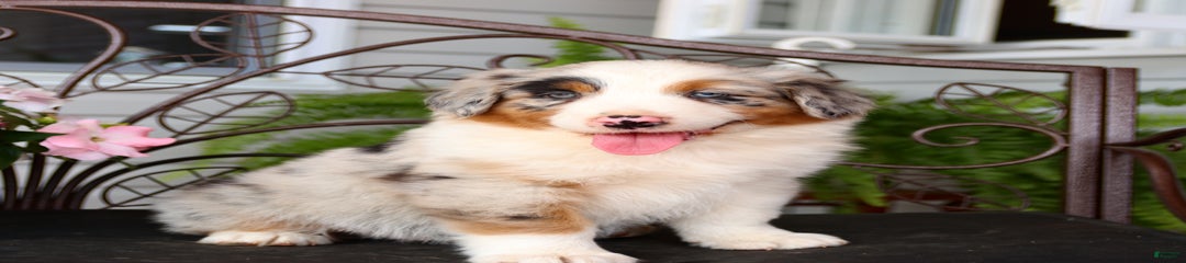 Tip