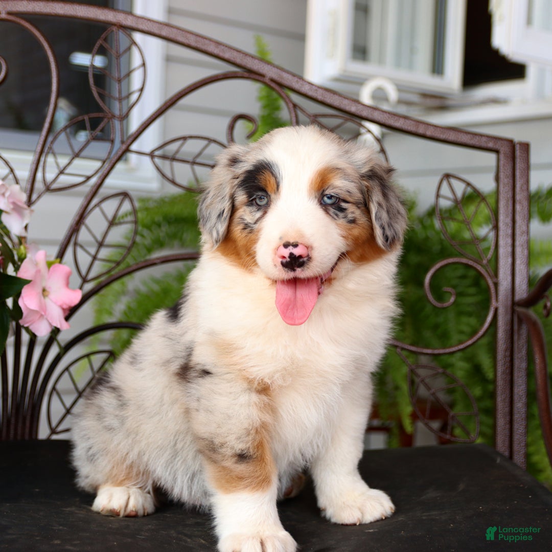 Australian Shepherd dogs for sale: Tip - Image 5