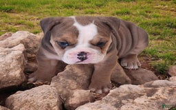 English Bulldog dogs for sale: Crushed Velvet - Image 8