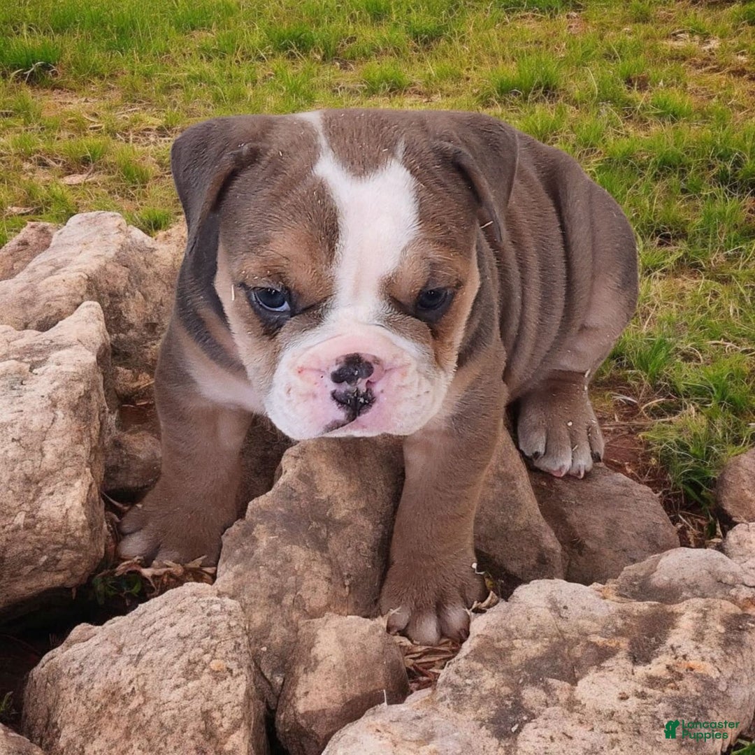 English Bulldog dogs for sale: Crushed Velvet - Image 8