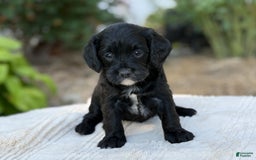 Cavapoo dogs for sale: Lucy - Image 4