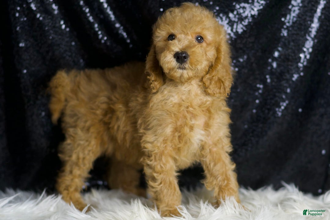 Mini Goldendoodle dogs for sale: Oxford - Image 6