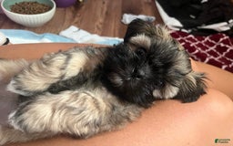 Shih Tzu dogs for sale: Maya - Image 4