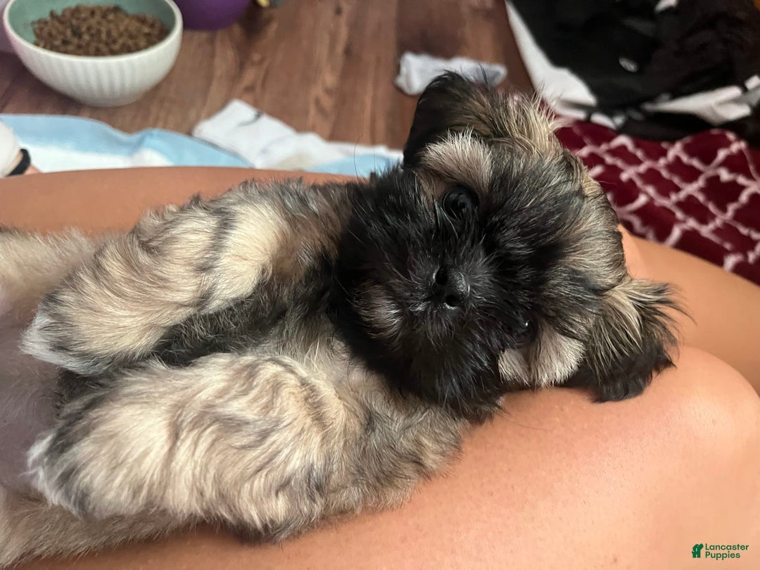 Shih Tzu dogs for sale: Maya - Image 4