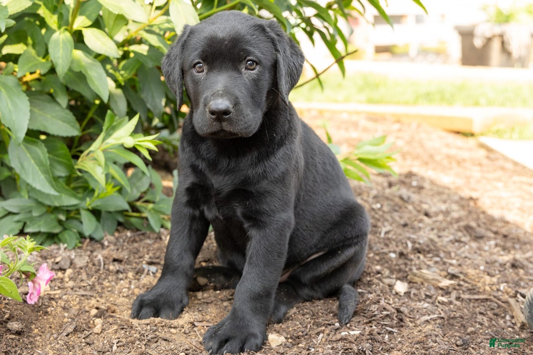 Labrador Retriever dogs for sale: Flossie - Image 2